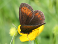 Mountain Ringlet
